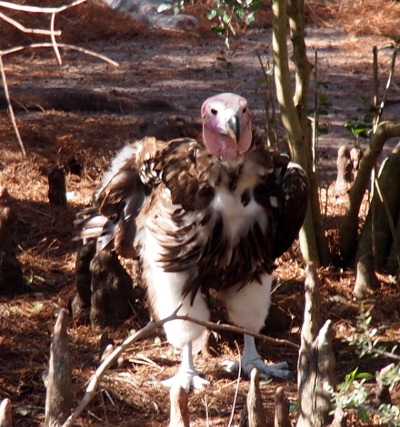 [The bird stands amid some vegetation stumps. There is a puffy white covering leading from the body of the bird to just above its ankles. It has large white claws. The body of the bird is mostly dark brown, but there are some white feathers. Its head is light pink which constrasts with its dark eyes and large dark hooked bill.]